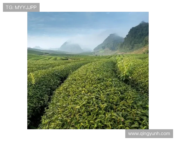 海南与斯里兰卡美景大比拼究竟哪个更胜一筹让我们一探究竟